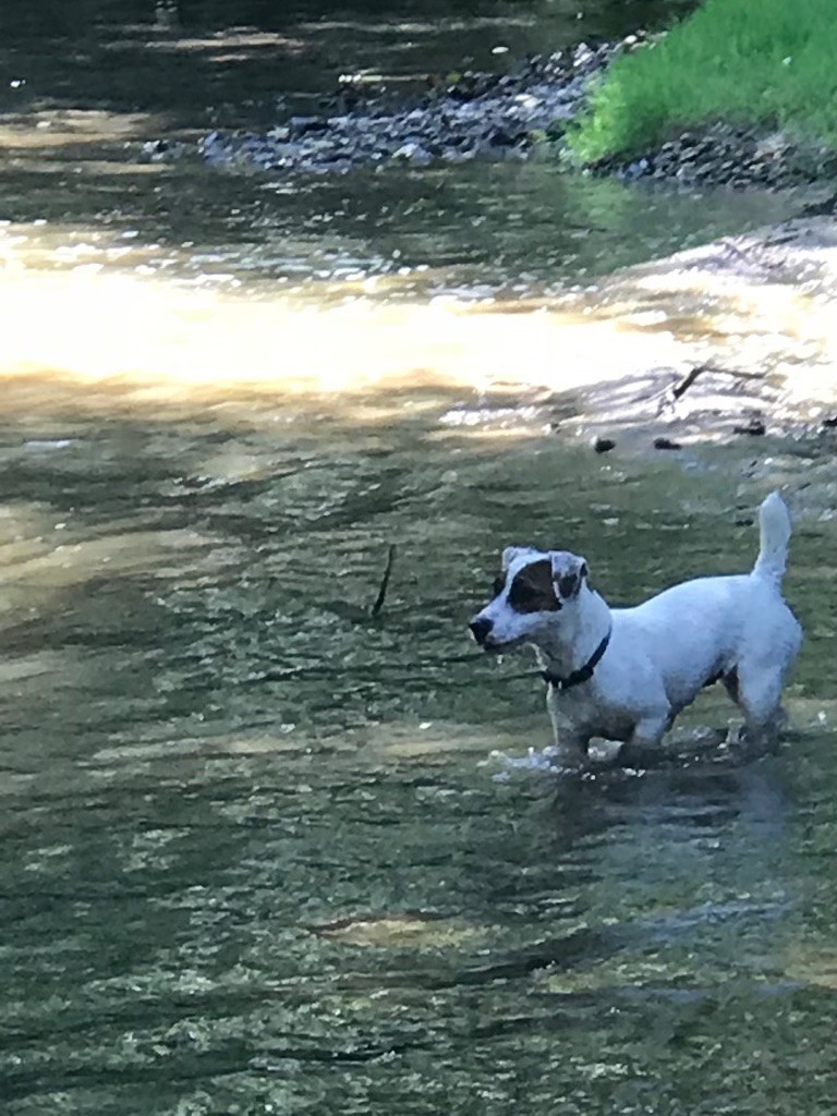 Noodle (dit naika) Des Terriers Du Large