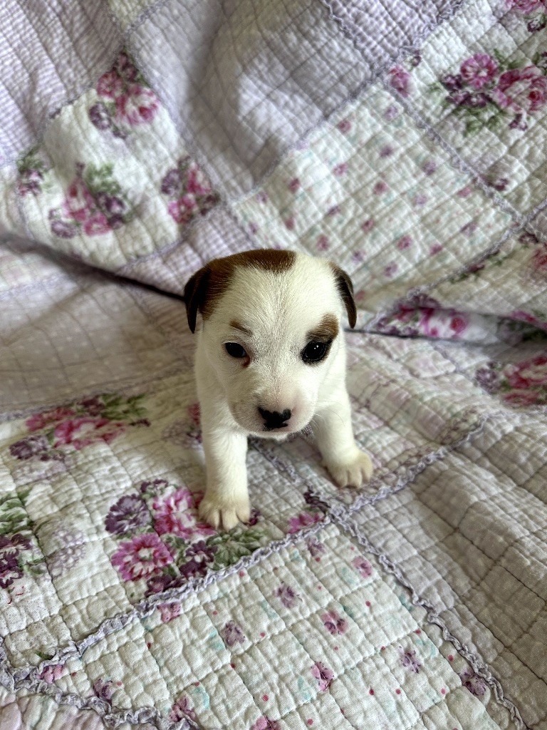 Des Torrents Sauvages - Chiot disponible  - Jack Russell Terrier
