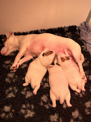 Des Torrents Sauvages - Jack Russell Terrier - Portée née le 16/03/2024