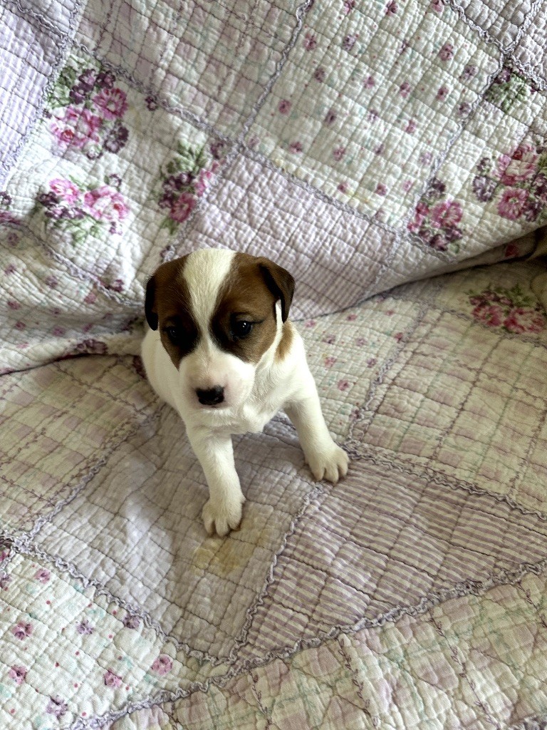 Des Torrents Sauvages - Chiot disponible  - Jack Russell Terrier