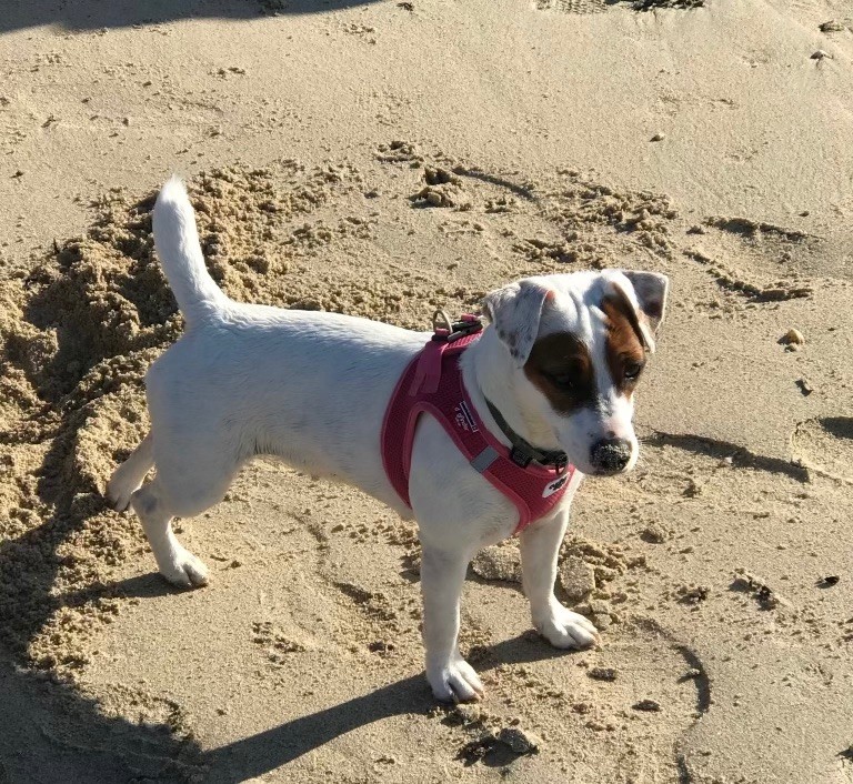 Noodle (dit naika) Des Terriers Du Large
